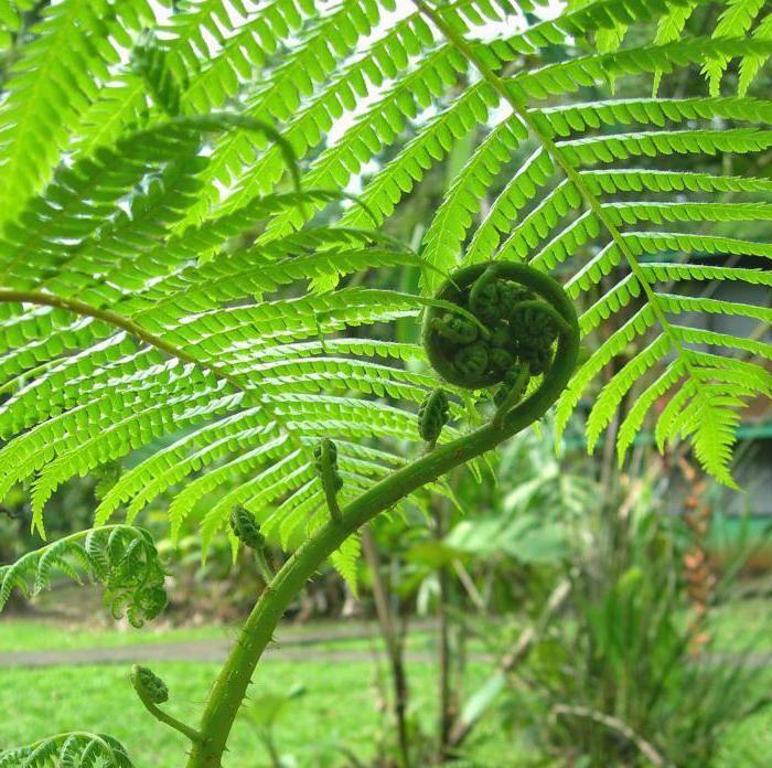the harm and benefit of a fern