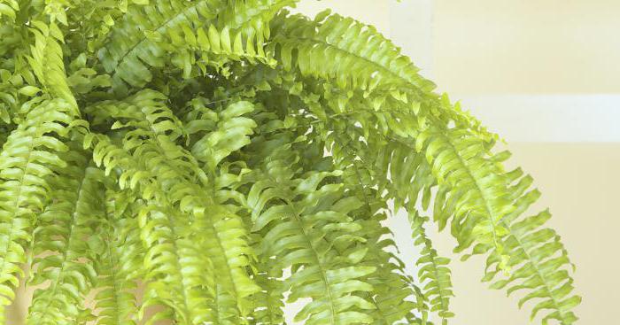a fern in the apartment harm and benefits
