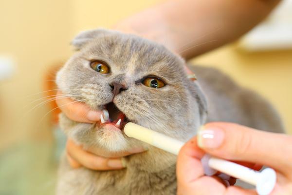 treatment of cats with antibiotics