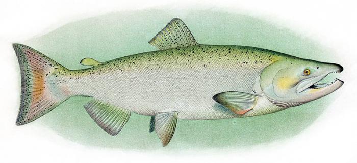 what is a Chinook salmon