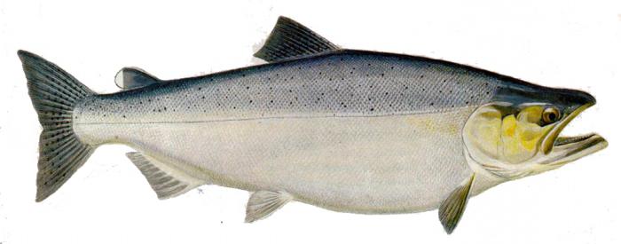 Chinook salmon fish photo