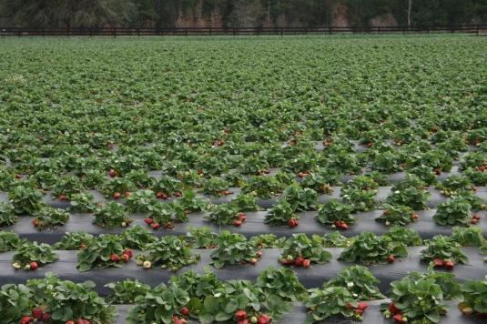 what to feed strawberries in may