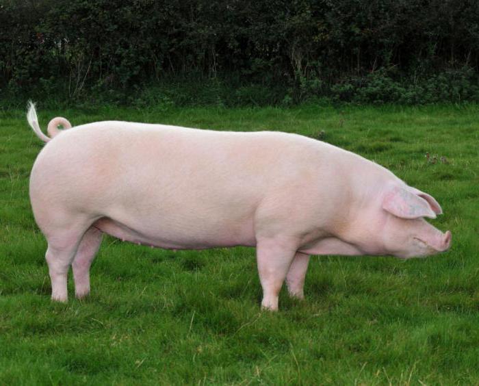 porco de raça лнадрас