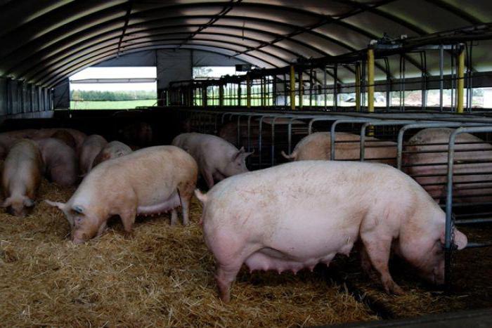 Estonian bacon breed pigs