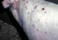 The sarcoptic mange of pigs: causes, symptoms, treatment and prevention