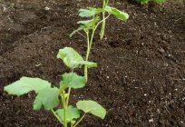 El pepino ántrax guirnalda - características y métodos de plantación