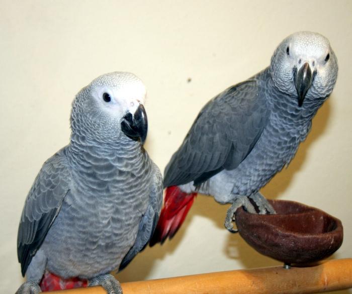 parrots Jaco