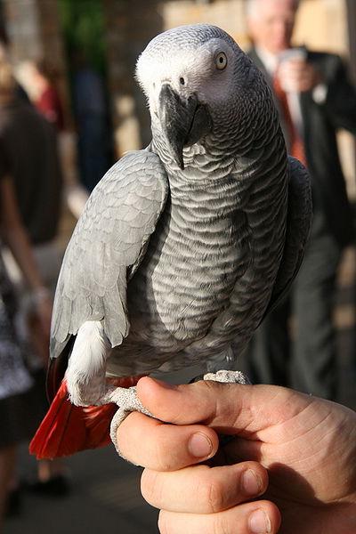 parrots Jaco price