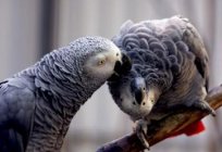 Afrykańskie papugi jaco