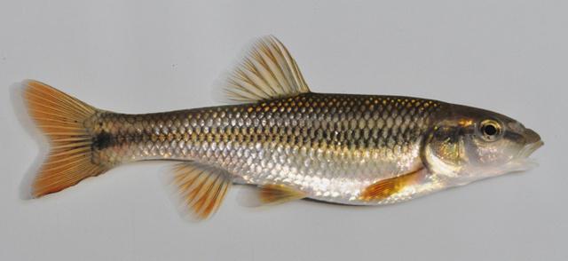 balık asp