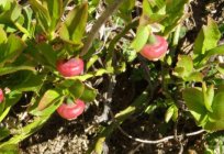 Early varieties of blueberry garden for the suburbs