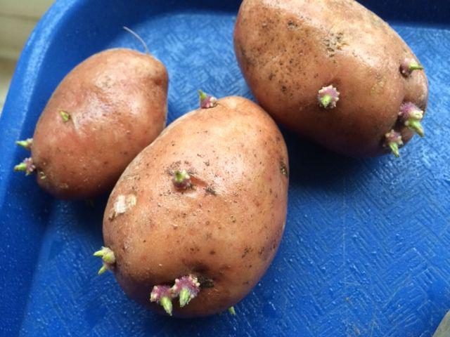 preparing potatoes for planting in the spring