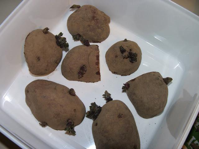 preparing potatoes for planting under the foil