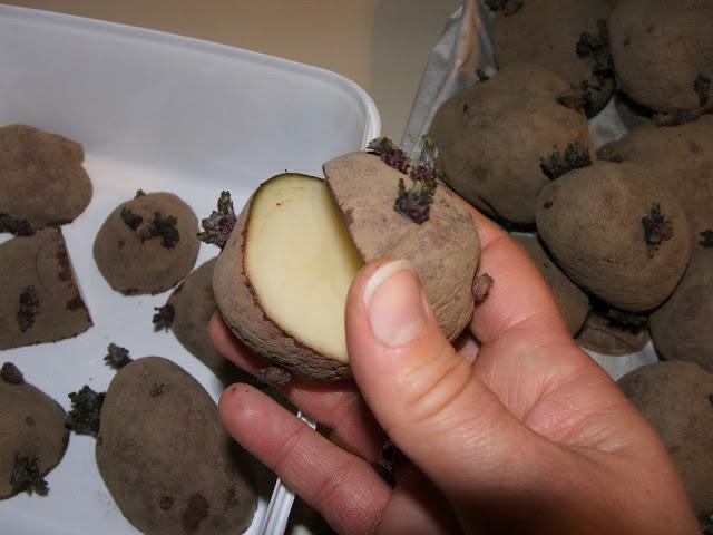 la preparación del suelo para la plantación de patatas