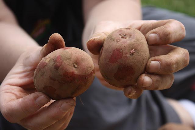 land preparation for planting potatoes