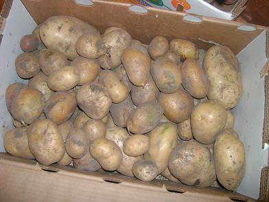 przygotowanie bulw ziemniaków do sadzenia