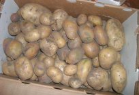 Vorbereitung der Samen von Kartoffeln zur Landung. Vorbereitung von kartoffelknollen zur Landung. Vorbereitung Kartoffeln für den Anbau im Frühjahr: Wann bekommen Keimung?