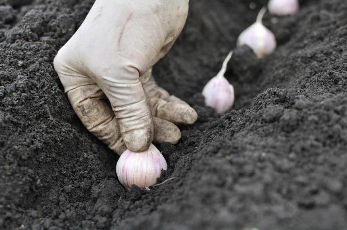 preparing garlic for planting