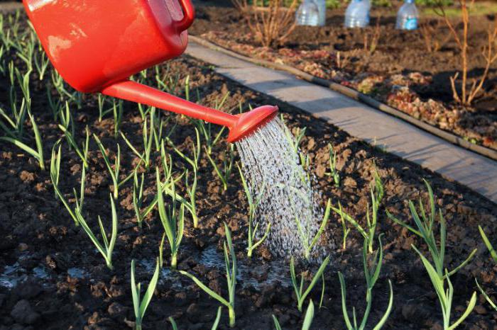whether to soak garlic before planting