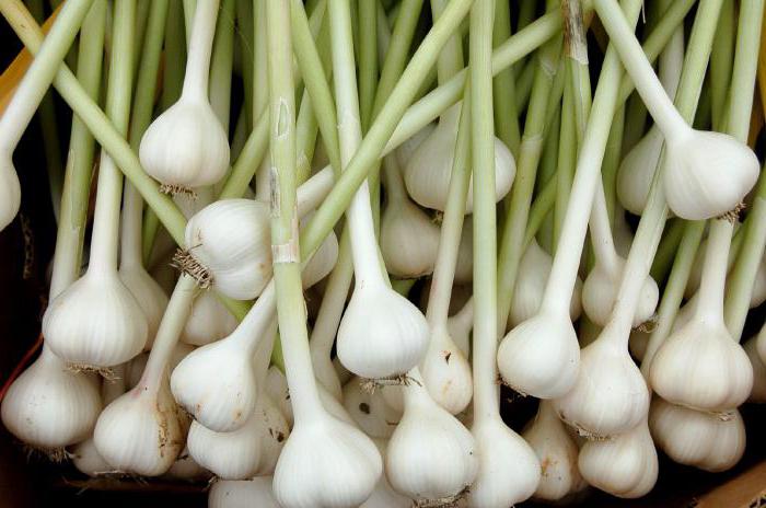 spring garlic growing and caring