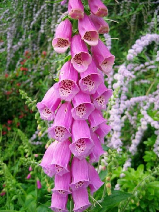 Glockenblume Blume
