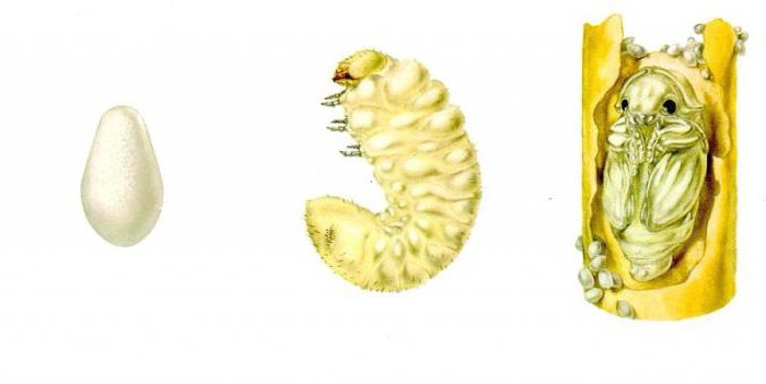 las larvas, con su molino
