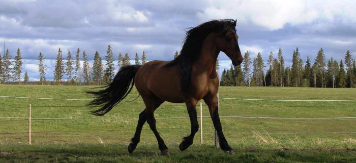 Кигер-mustang koń