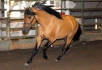 O cavalo da raça кигер-mustang: a história, a natureza, o valor