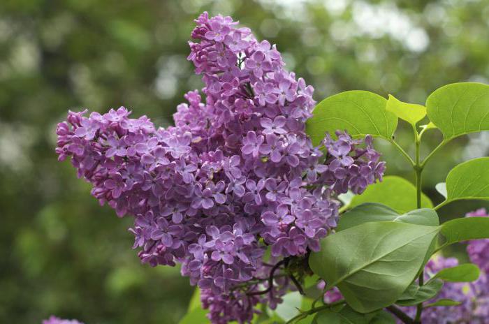 oil of lilac