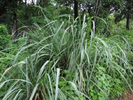 Geração perenes tropicais, plantas herbáceas