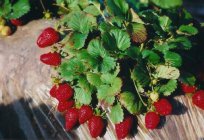 Strawberry Albion. Description and characteristics, planting and care