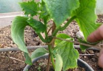 Cucumber: topping and the formation of shoots