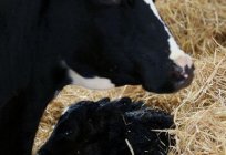 牛の黒motley品種、繁殖、生産性
