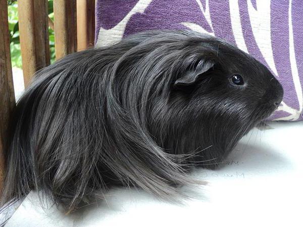 longhaired breed Guinea pigs