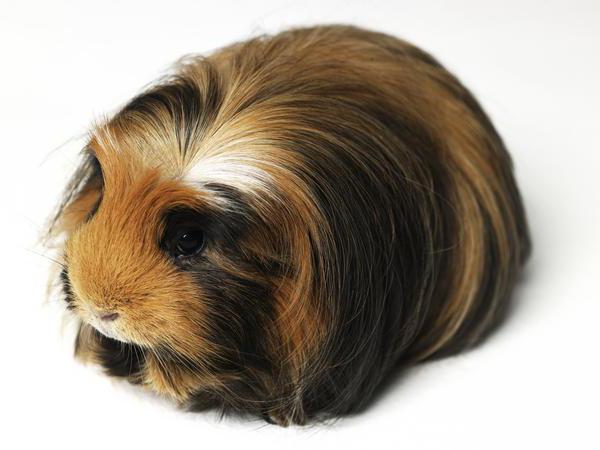 Guinea pig care long haired