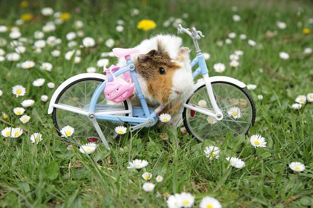 kennels long-haired Guinea pigs