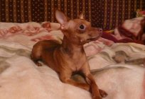 Russian toy Terrier: the nature and characteristics of the breed