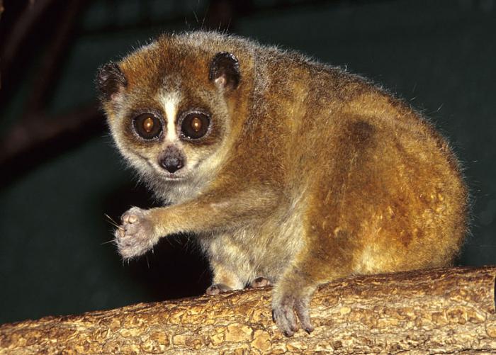 how long does the lemur lori live