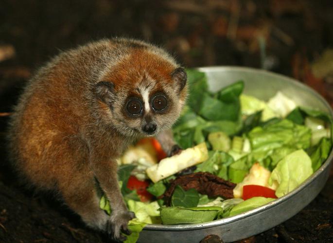 where to buy a lori lemur