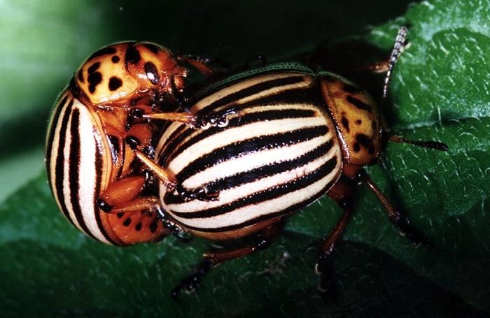 las herramientas de la lucha contra колорадским escarabajo