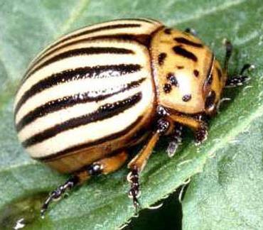 Colorado potato beetle control measures