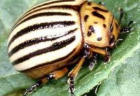 Колорадский escarabajo, lucha con él: sobre la vida del hortelano