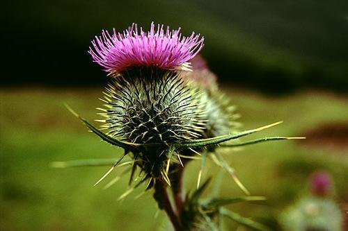 prickly Thistle