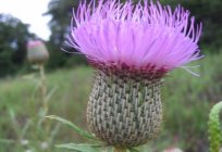 Medicinal plants - Thistle prickly