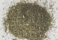 Wormwood. Medicinal properties of the plant