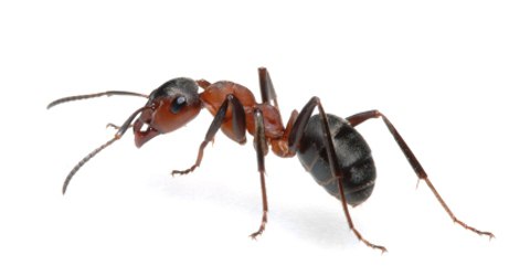 құралы муравьев балабақшада