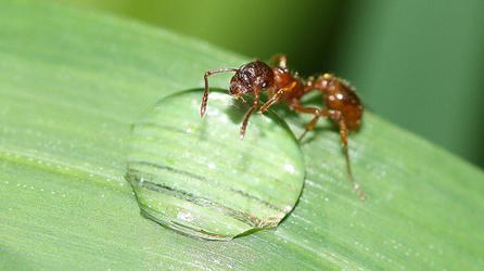 remédio contra formigas no jardim