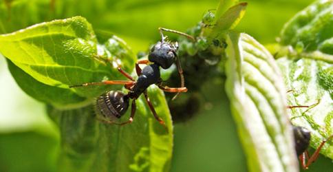 Folk-Mittel gegen Ameisen