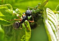 Ви знаєте, який засіб від мурашок в саду допомагає краще всього? Ні? Швидше читайте нашу статтю!