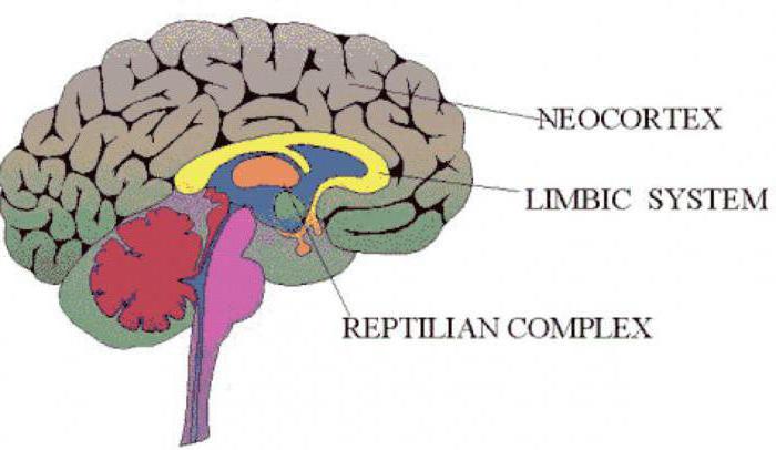 двигательная área do córtex está em